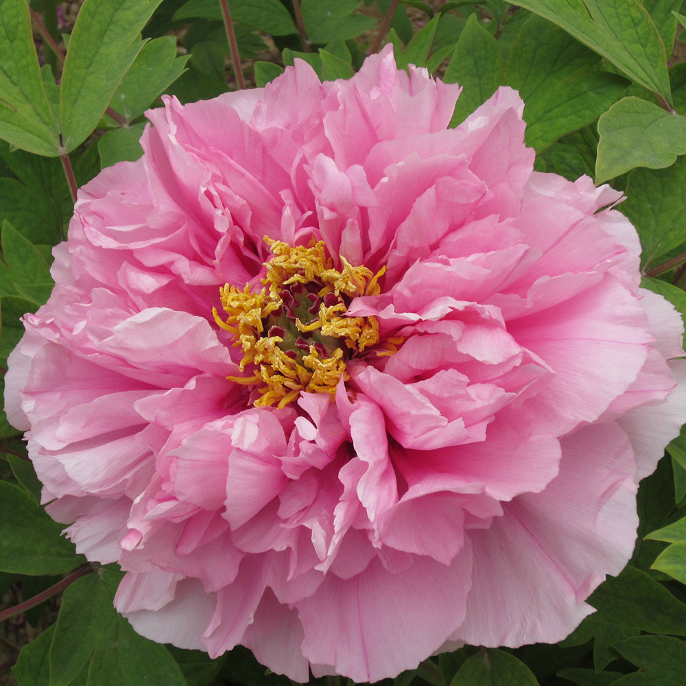 Пион древовидный Яркое пламя 1шт /Paeonia Jing Yan (Цзин Янь)