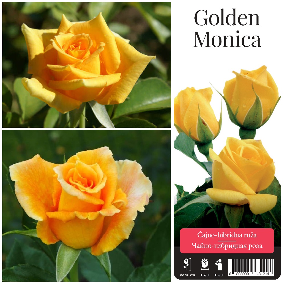 Роза Голден Моника чайно-гибридная 1шт. /Golden Monica /20