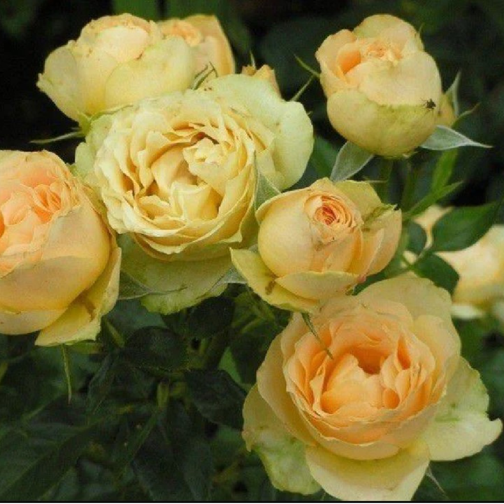 Роза Генриетта грандифлора 1шт /Henrietta /20