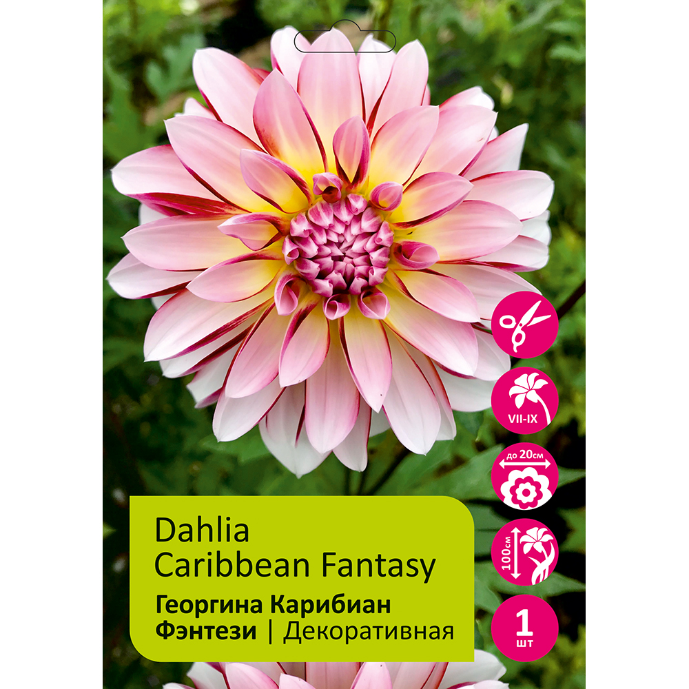 Георгина Карибиан Фэнтези 1шт/Dahlia Caribbean Fantasy
