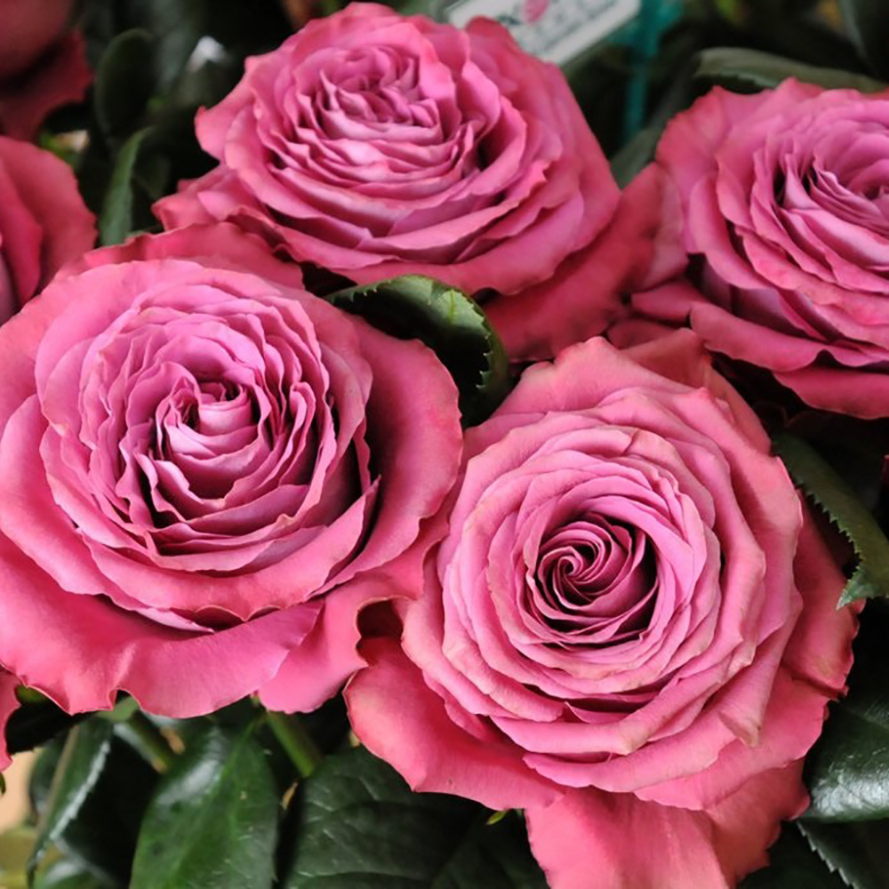 Роза Прешес Моментс чайно-гибридная 1шт /12