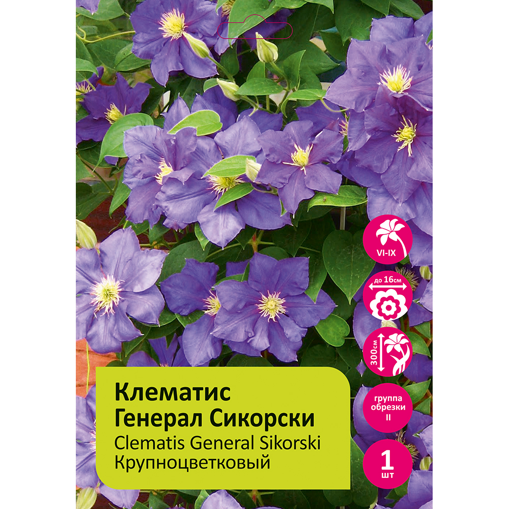 Клематис Генерал Сикорски 1шт гр.обрезки 2 / Clematis General Sikorski 