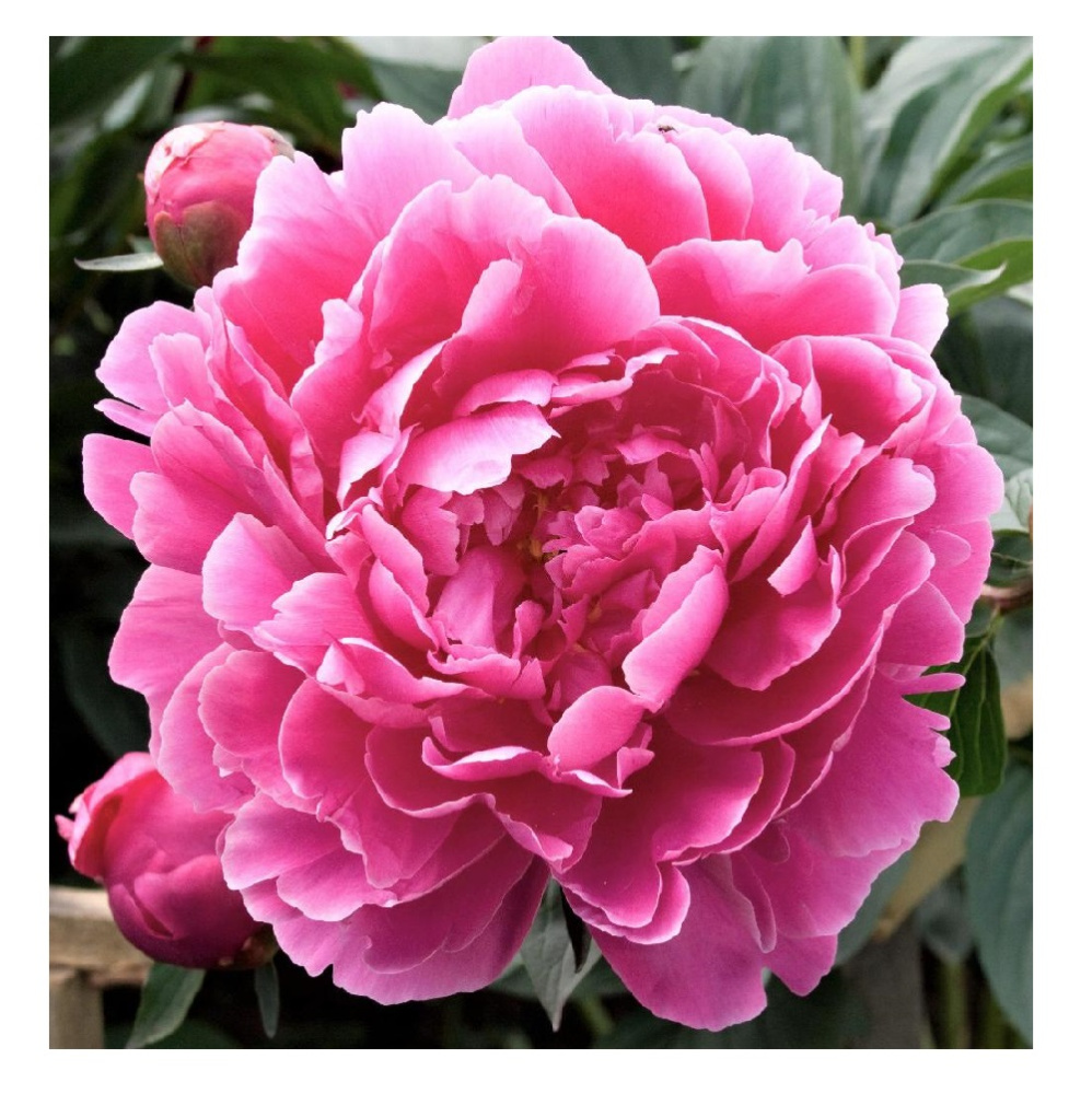 Пион молочноцветковый Александр Флеминг 1шт 2/3 / Alexander Fleming (Fuo lai ming /Фуо Лай Минг)