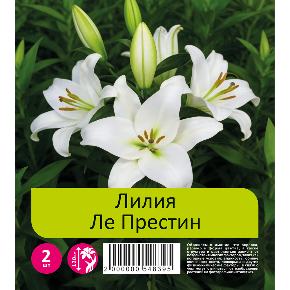 Лилия Ле Престин 2шт 20/22 ОТ-гибрид /Lilium Le Pristine