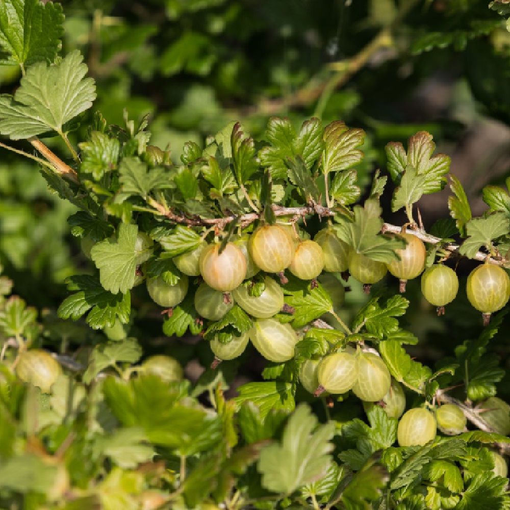 Крыжовник Куршу Дзинтарс С2-3 1шт
