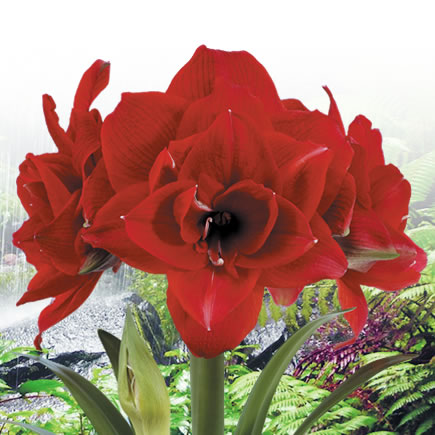 Гиппеаструм/Амариллис Чери Нимф 1 шт 24/26/Amaryllis Cherry Nymph