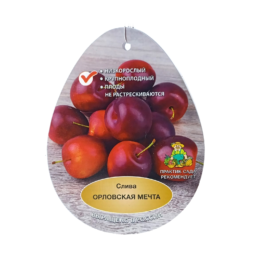 Слива китайская Орловская мечта 2-х летка (в сетке) 1шт