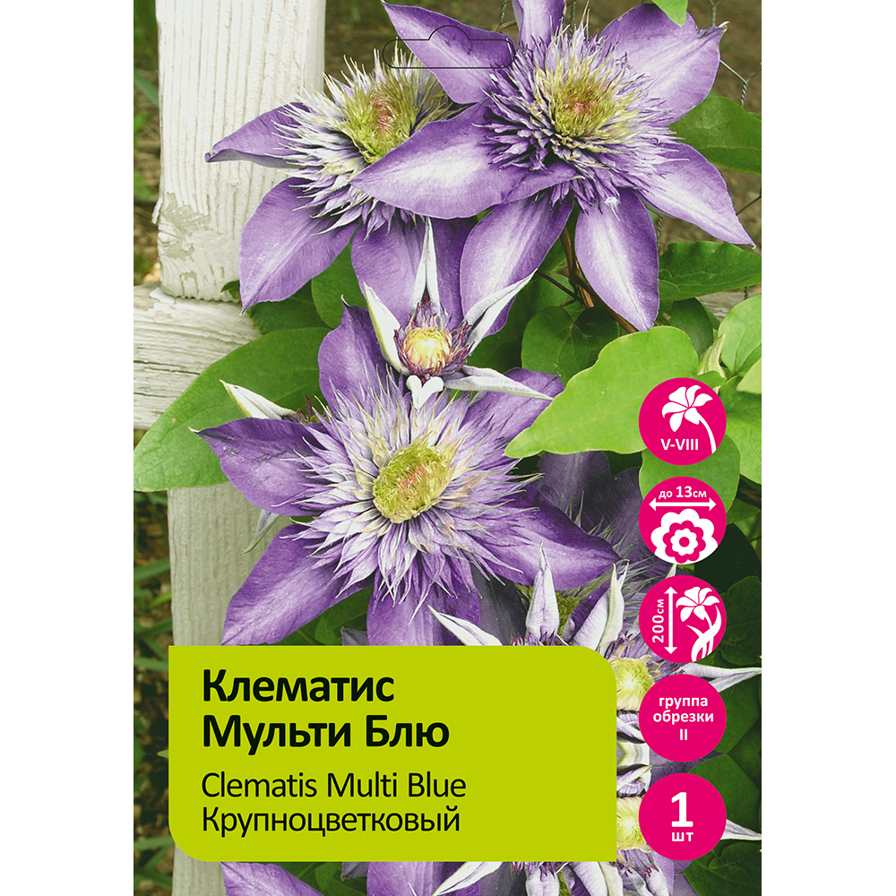 Клематис Мульти Блю 1шт гр.обрезки 2 / Clematis Multi Blue