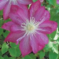 Клематис Асао 1шт  гр.обрезки 2 / Clematis Asao 