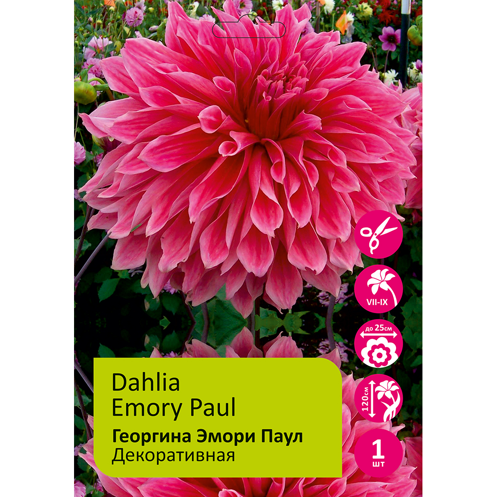 Георгина Эмори Паул (Эмори Пол) 1шт/Dahlia Emory Paul