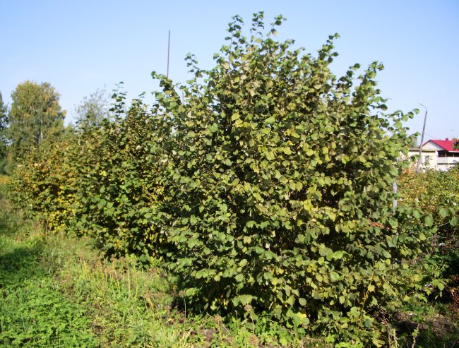 Лещина обыкновенная Вариегата С5 1шт/Corylus avellana Variegata