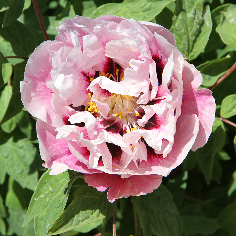 Пион древовидный Румяные облака 1шт/Paeonia Jing Fen Yan Yun (Цзин Фэнь Янь Юнь)