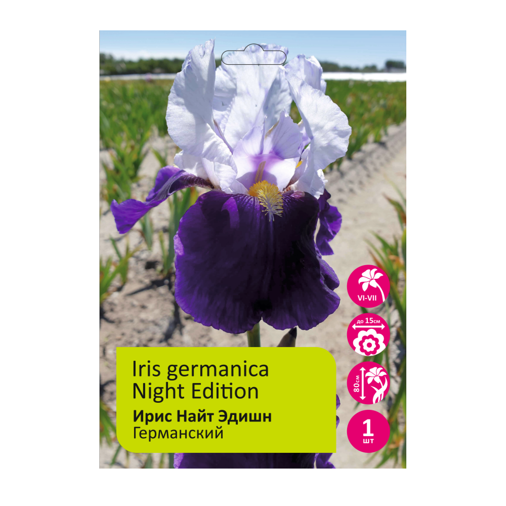 Ирис Найт Эдишн 1шт германский / lris germanica Night Edition