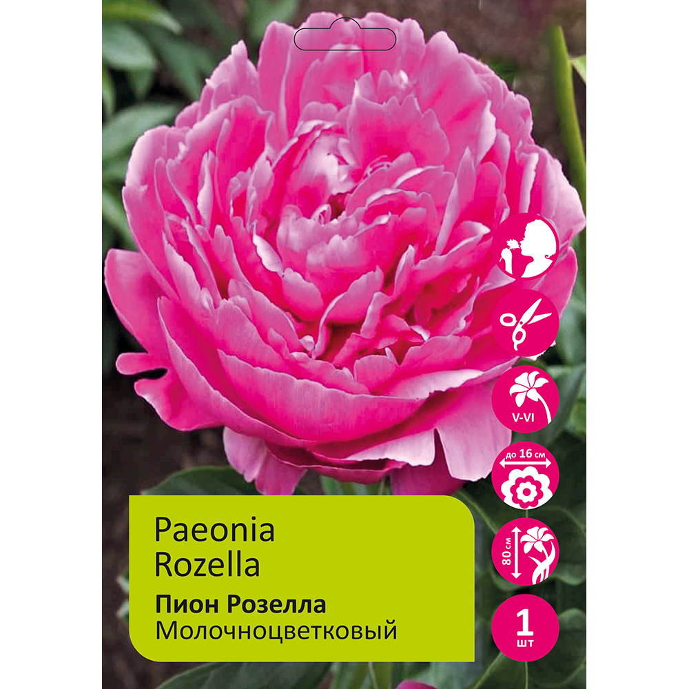 Пион молочноцветковый Розелла 1шт 3/5 /Paeonia Rozella
