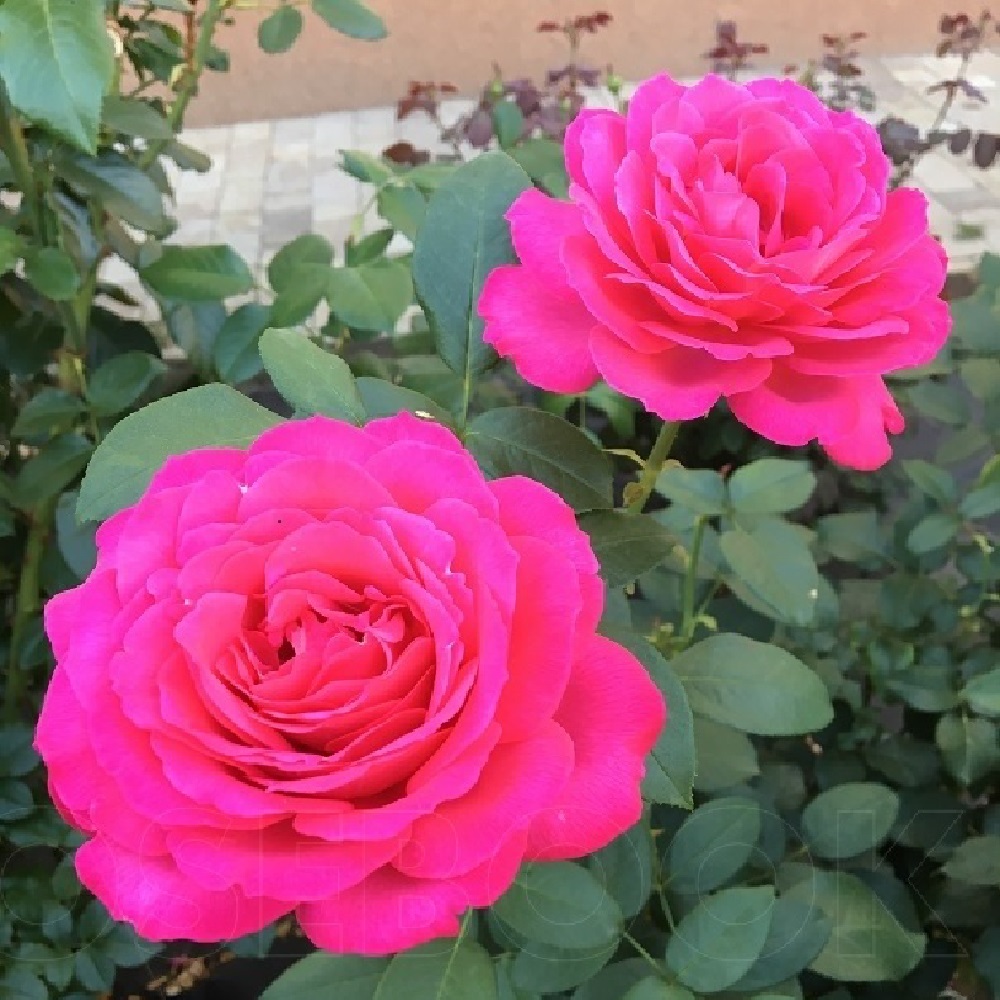 Роза Веласкес чайно-гибридная 1шт /Velasques /20