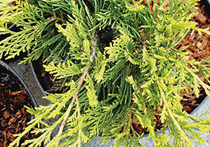 пфитцериана