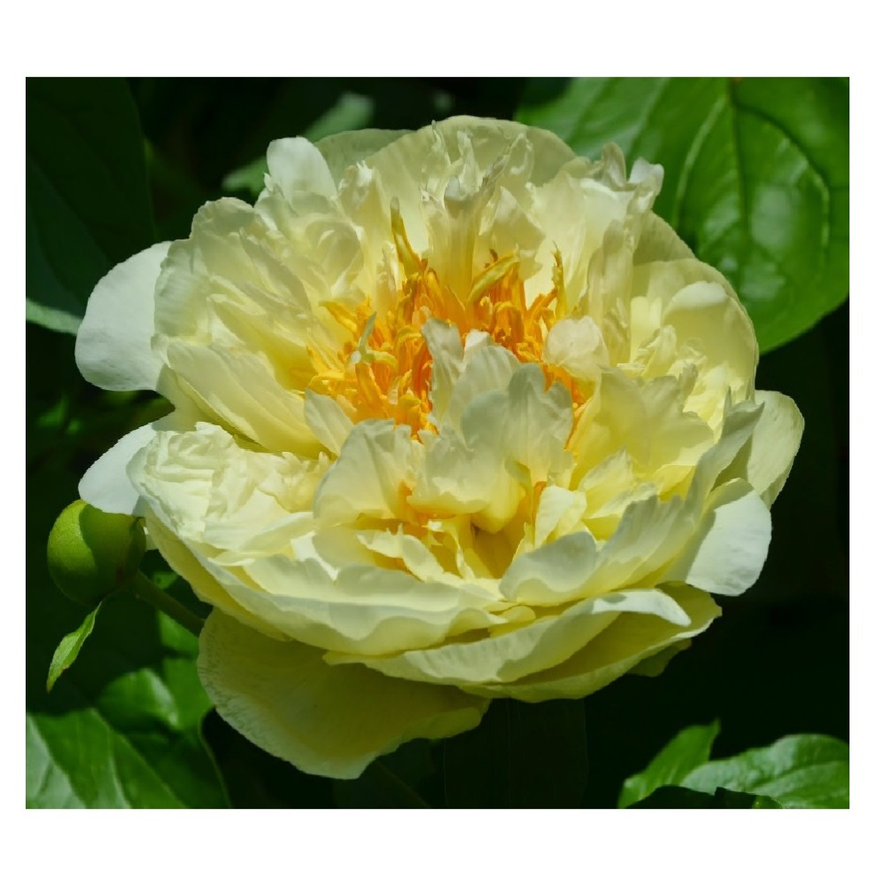 Пион молочноцветковый Лемон Шиффон 1шт 2/3 /Lemon Chiffon (Ning meng xue fang/Нин Мэн Сюэ Фан)