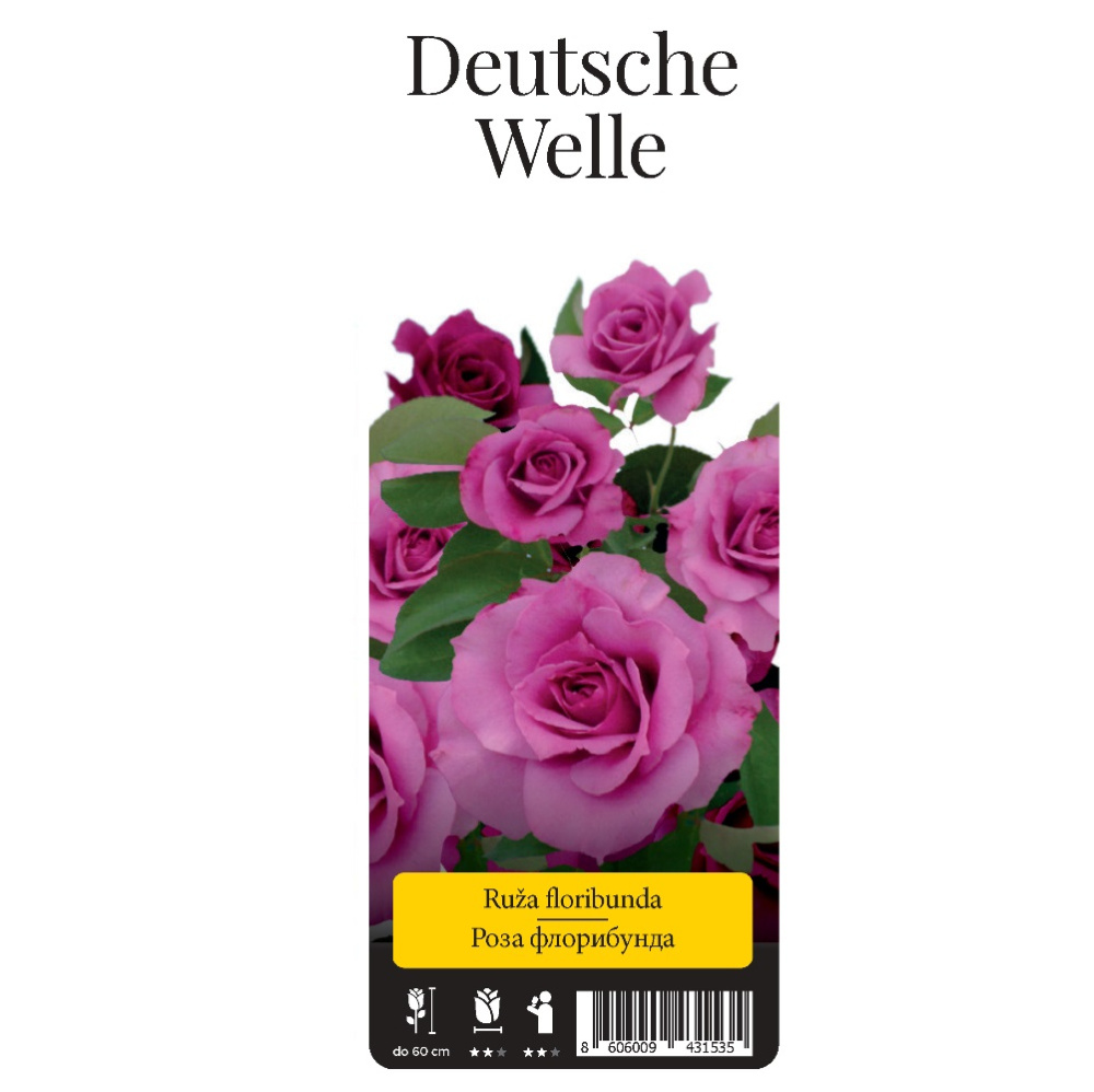 Роза Дойче Велле флорибунда 1 шт/ Deutsche Welle  /20