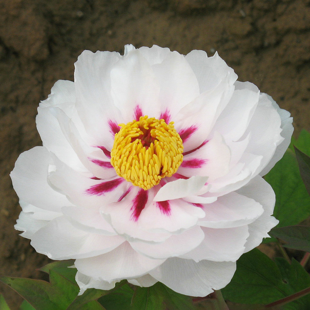 Пион древовидный Сказочная луна шт/Paeonia Yue Gong Zhu Guang (Moon Palace)(Ю Гонг Жу Гуанг)