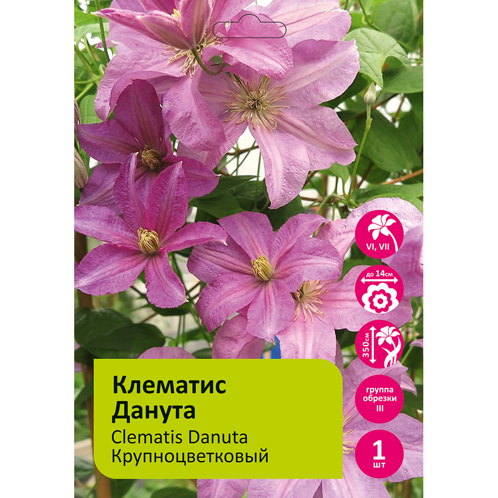 Клематис Данута  1шт гр.обрезки 3 /Clematis Danuta