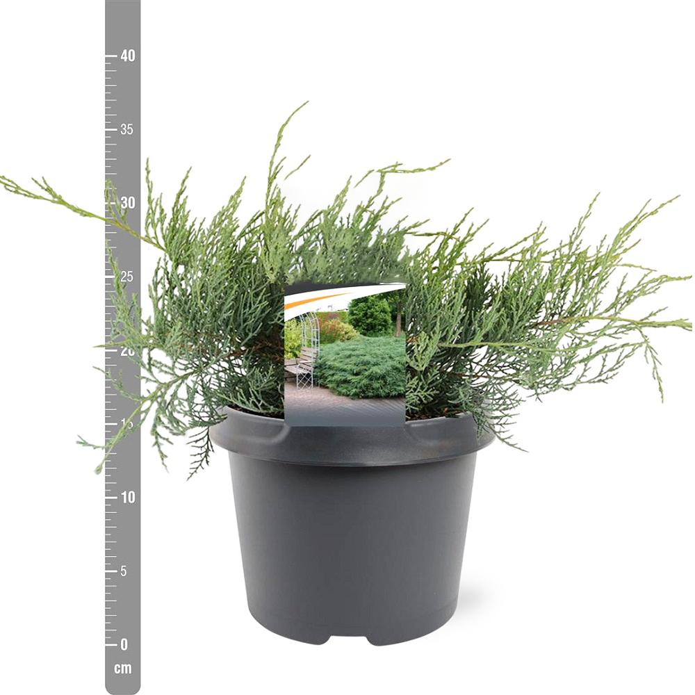 Можжевельник виргинский Грей Оул С3 (высота 25-30см) 1шт/ Juniperus virginiana Grey Owl