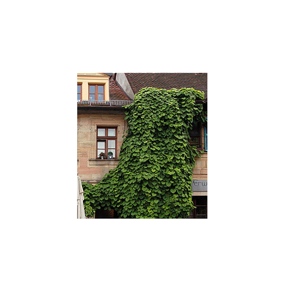 Аристолохия крупнолистная /Кирказон С2 1шт /Aristolochia macrophylla