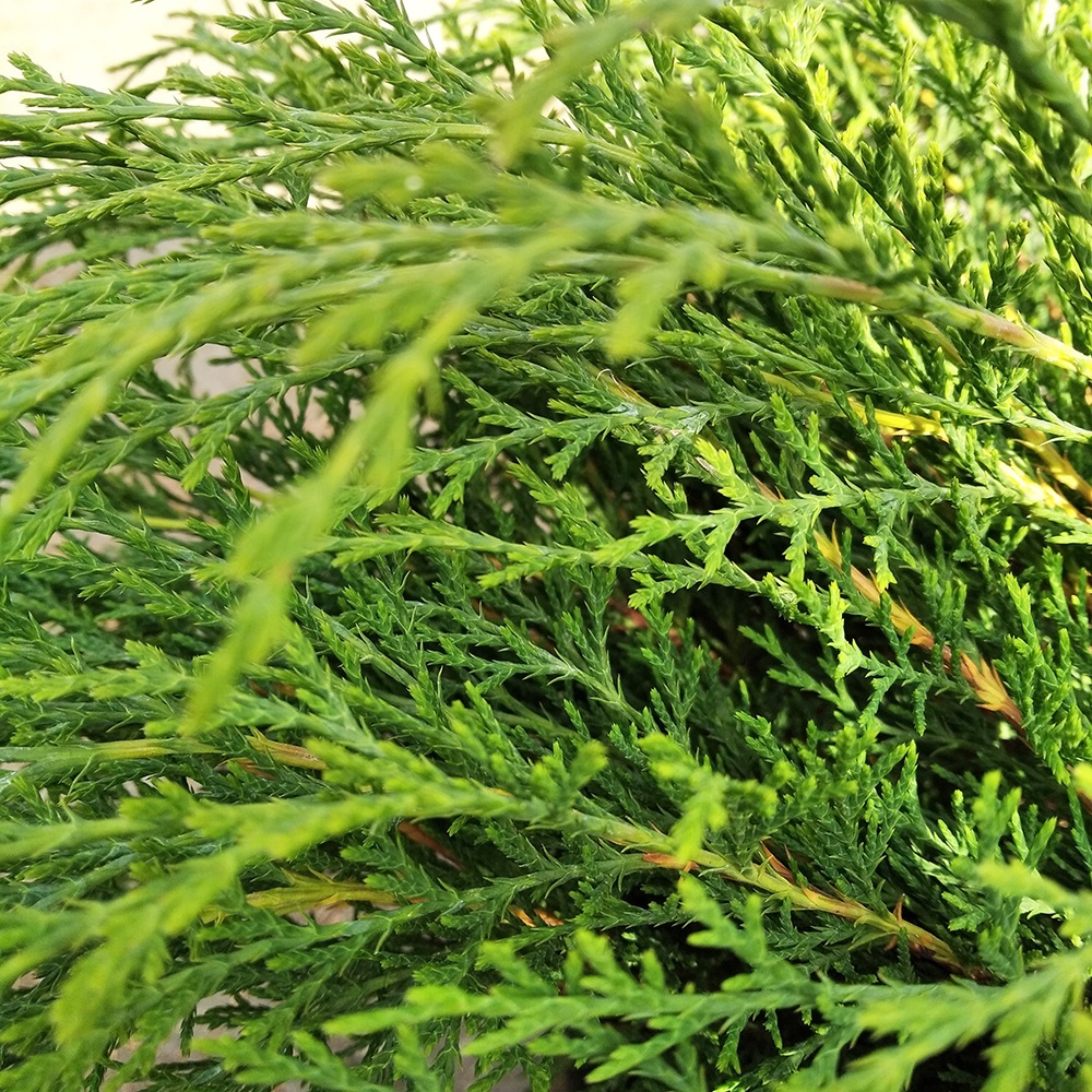 Микробиота перекрестнопарная С5 (высота 40-50см) 1шт/Microbiota decussata