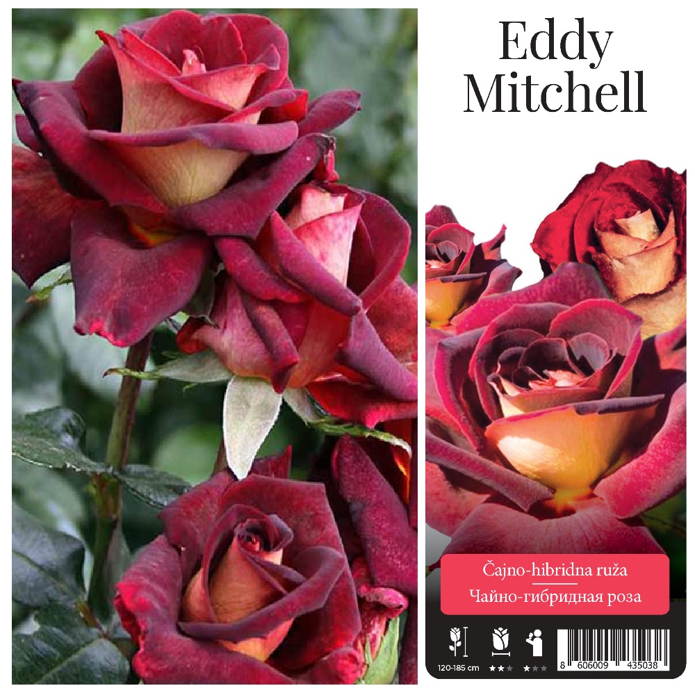 Роза Эдди Митчел чайно-гибридная 1шт /Eddy Mitchell  /20