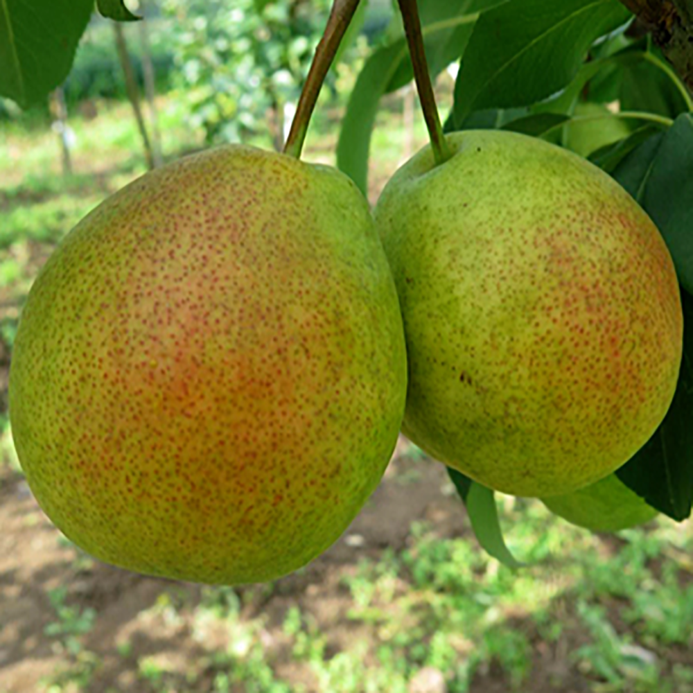 Груша Северянка краснощекая (в сетке) 1шт.