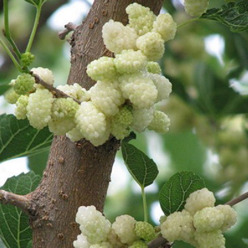 Шелковица белая Альба 1 шт