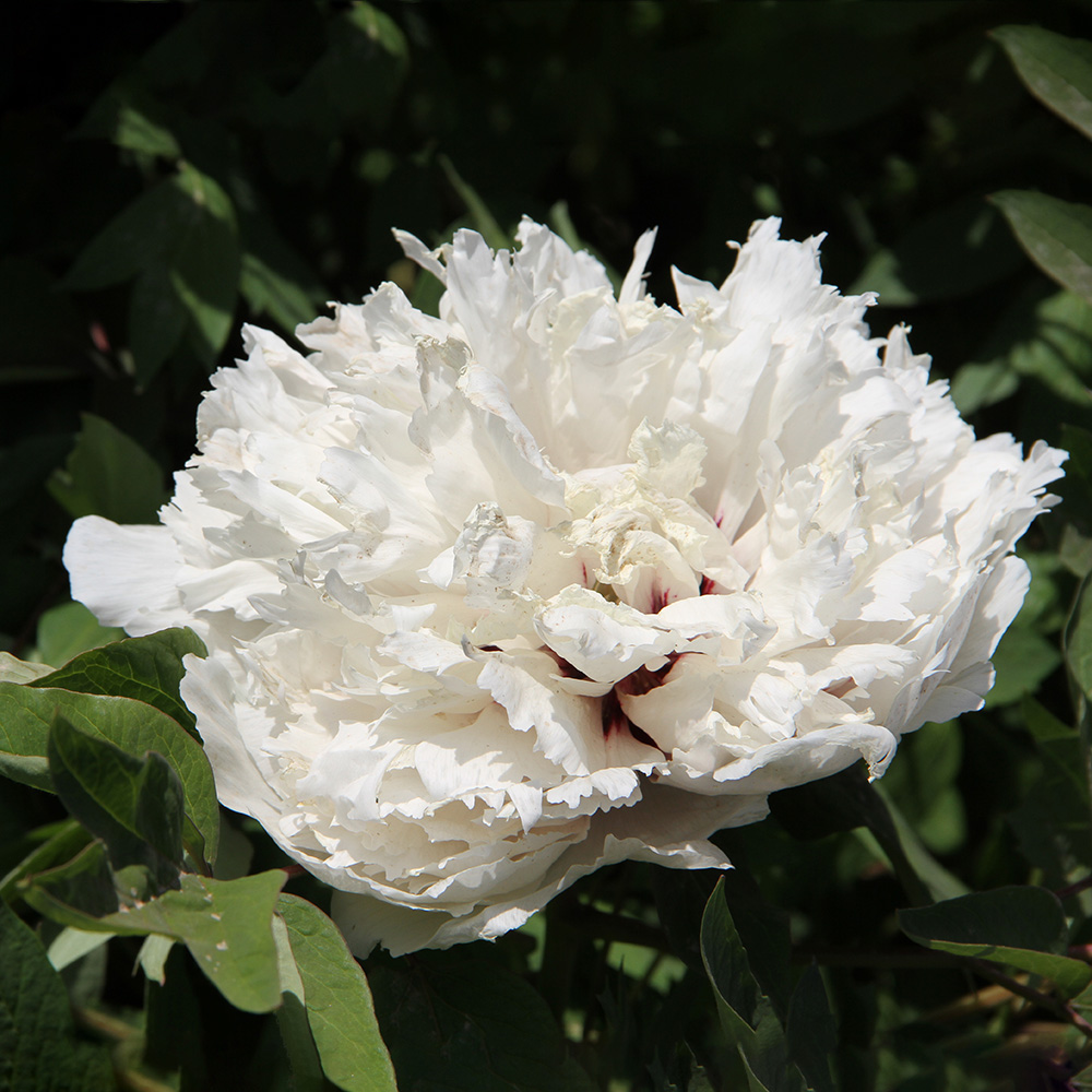Пион древовидный Позолоченное облако 1шт/Paeonia Jing Yun Dian Jin (Цзин Юнь Диань Цзинь)