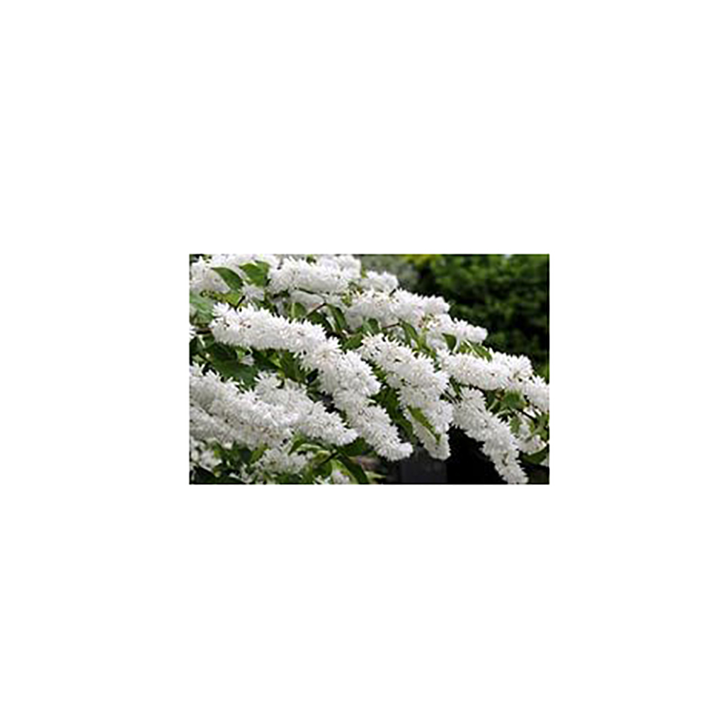 Дейция изящная С2  1шт/Deutzia gracilis