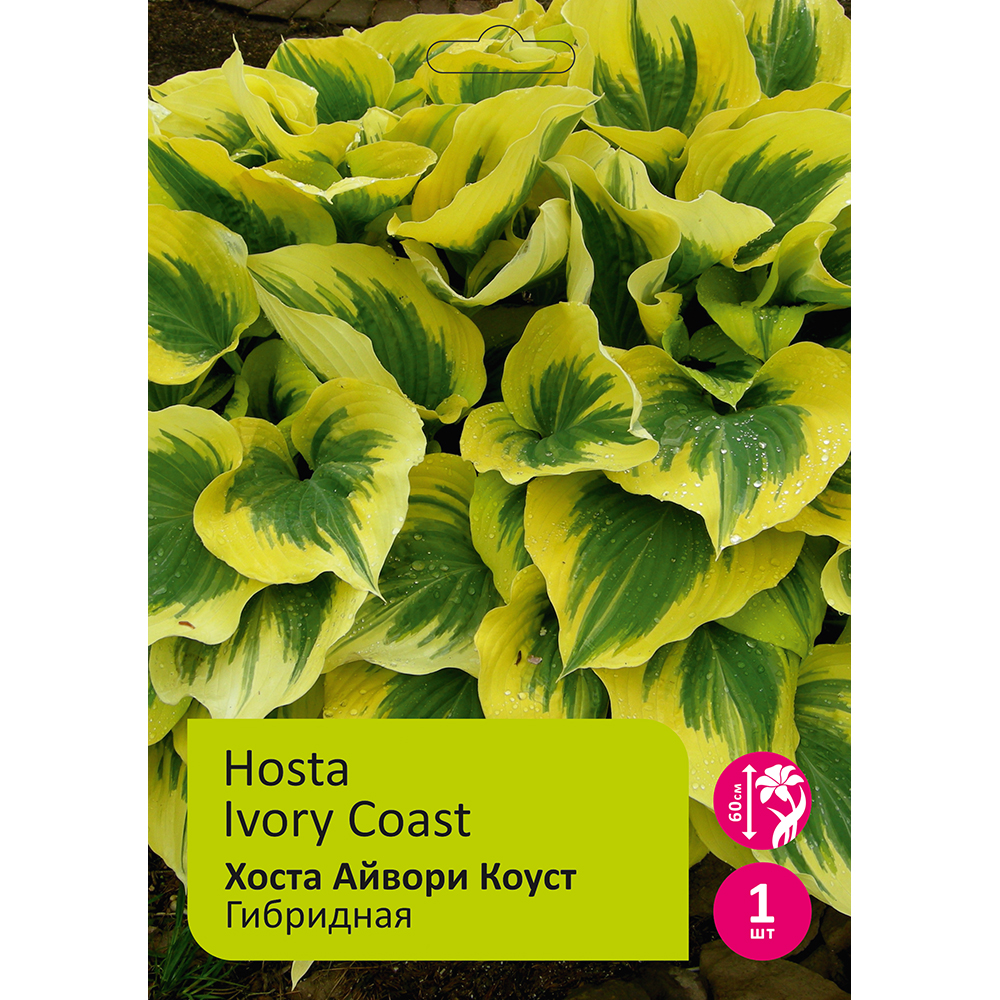 Хоста Айвори Коуст гибридная 1шт /Hosta Ivory Coast