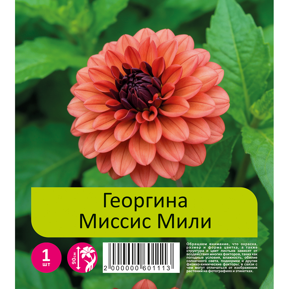 Георгина Миссис Майли(Миссис Мили) 1шт/Dahlia Missis Miley