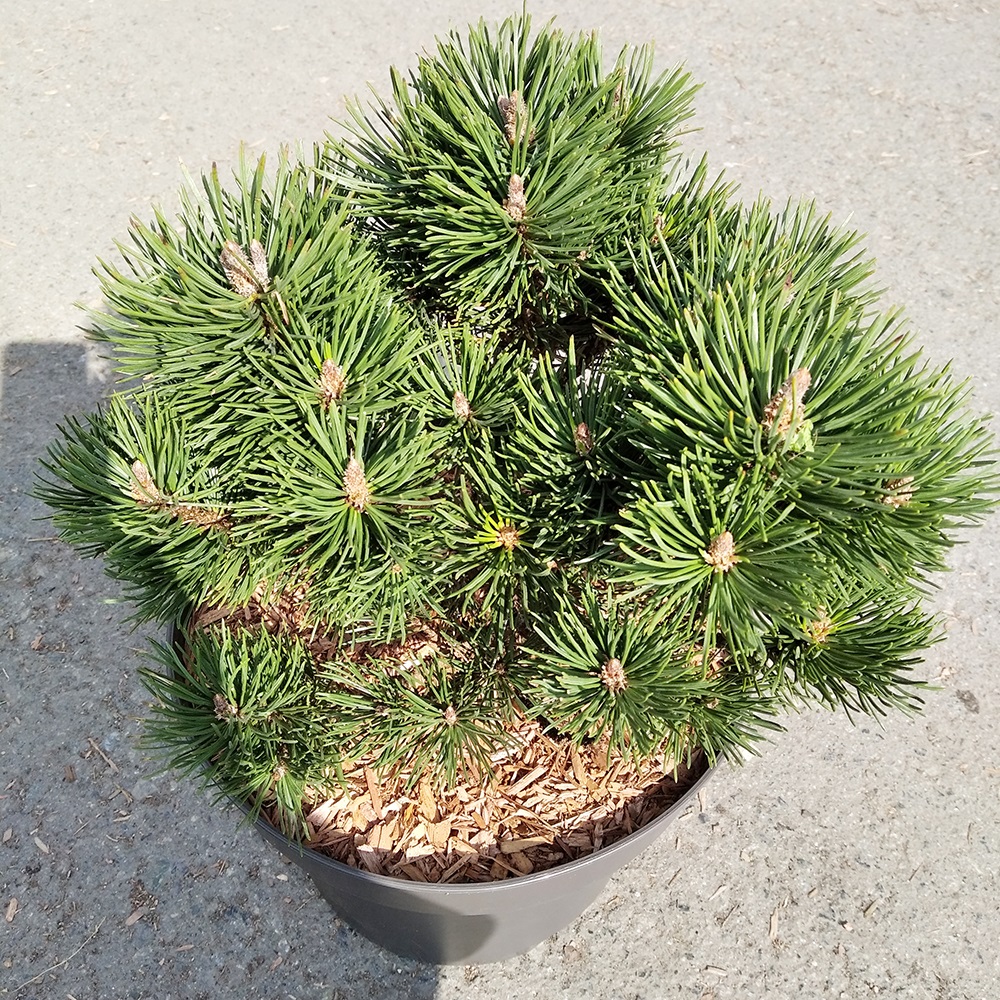Сосна горная Лимерик С7,5 (высота 25-30см) 1шт/Pinus mugo Limerick