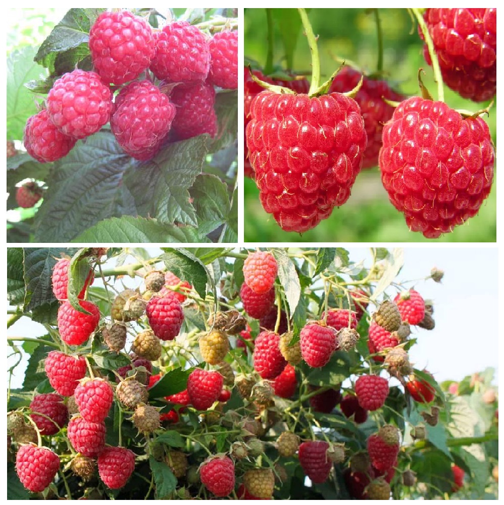 Малина ремонтантная Пингвин 1шт 