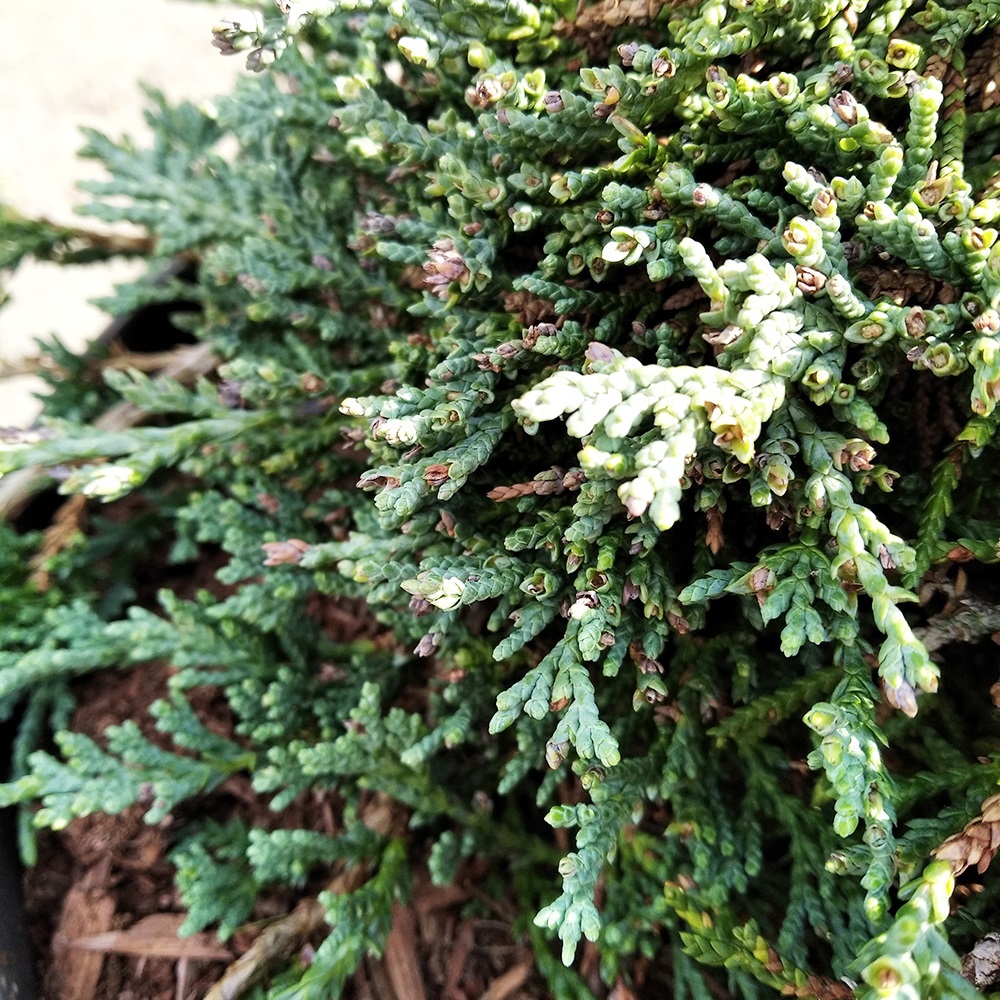 Можжевельник горизонтальный Айс Блу С3 (высота 25-30см) 1шт/Juniperus horizontalis Icee Blue