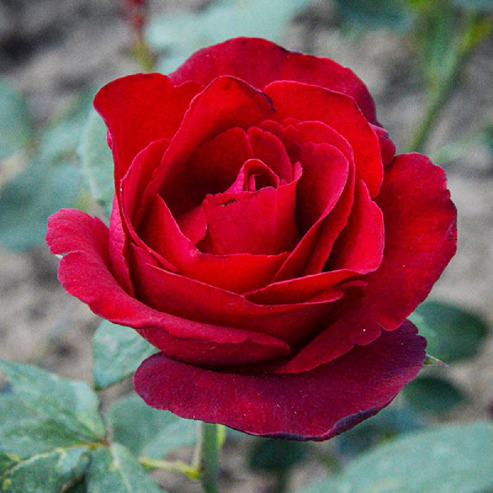 Роза Гранд Гала чайно-гибридная 1шт. /Grand Gala /20