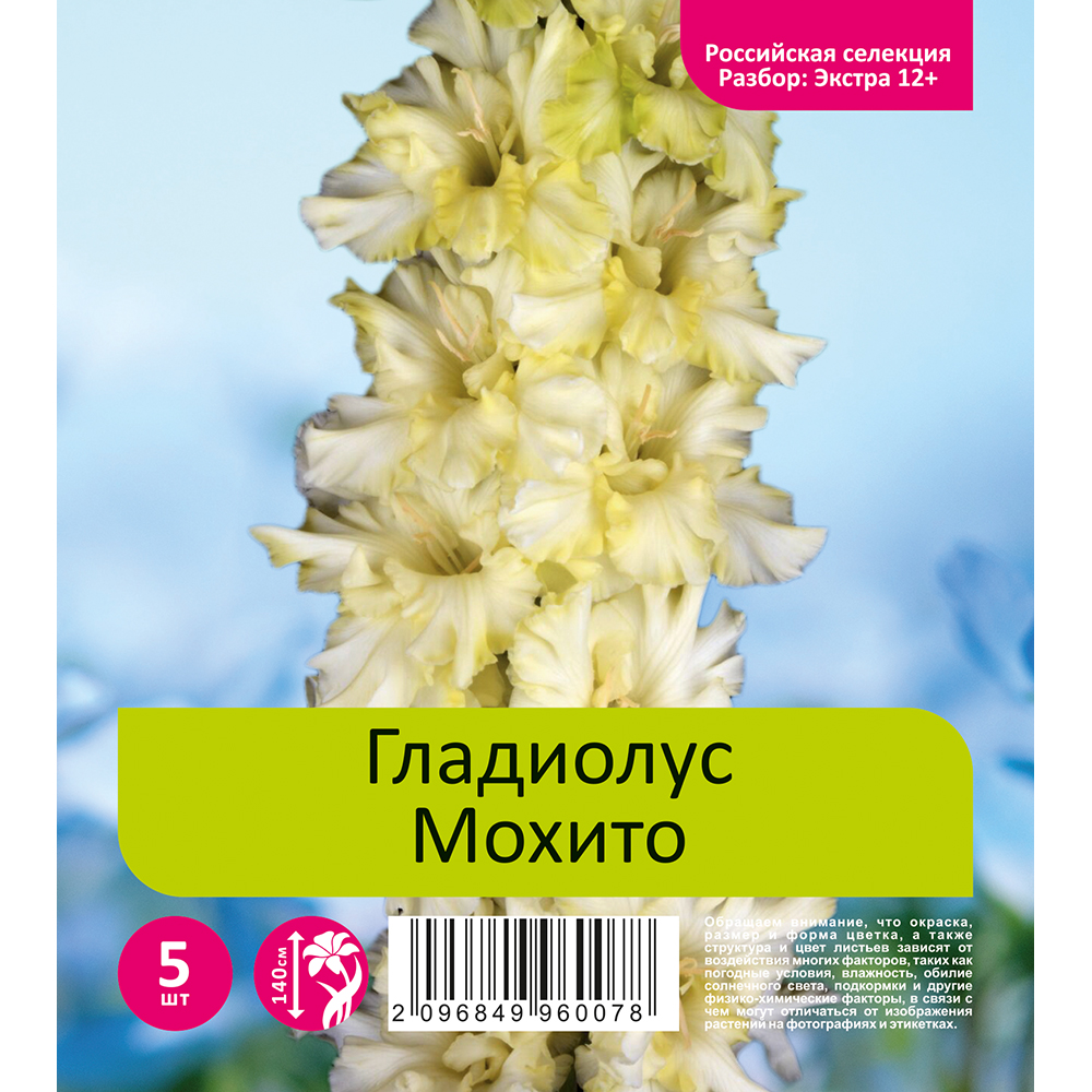 Гладиолус Мохито 5шт  (разбор экстра  12+)