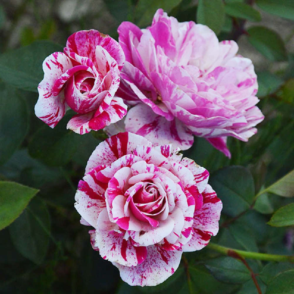 Роза Ренессанс грандифлора 1шт /Renaissance/20