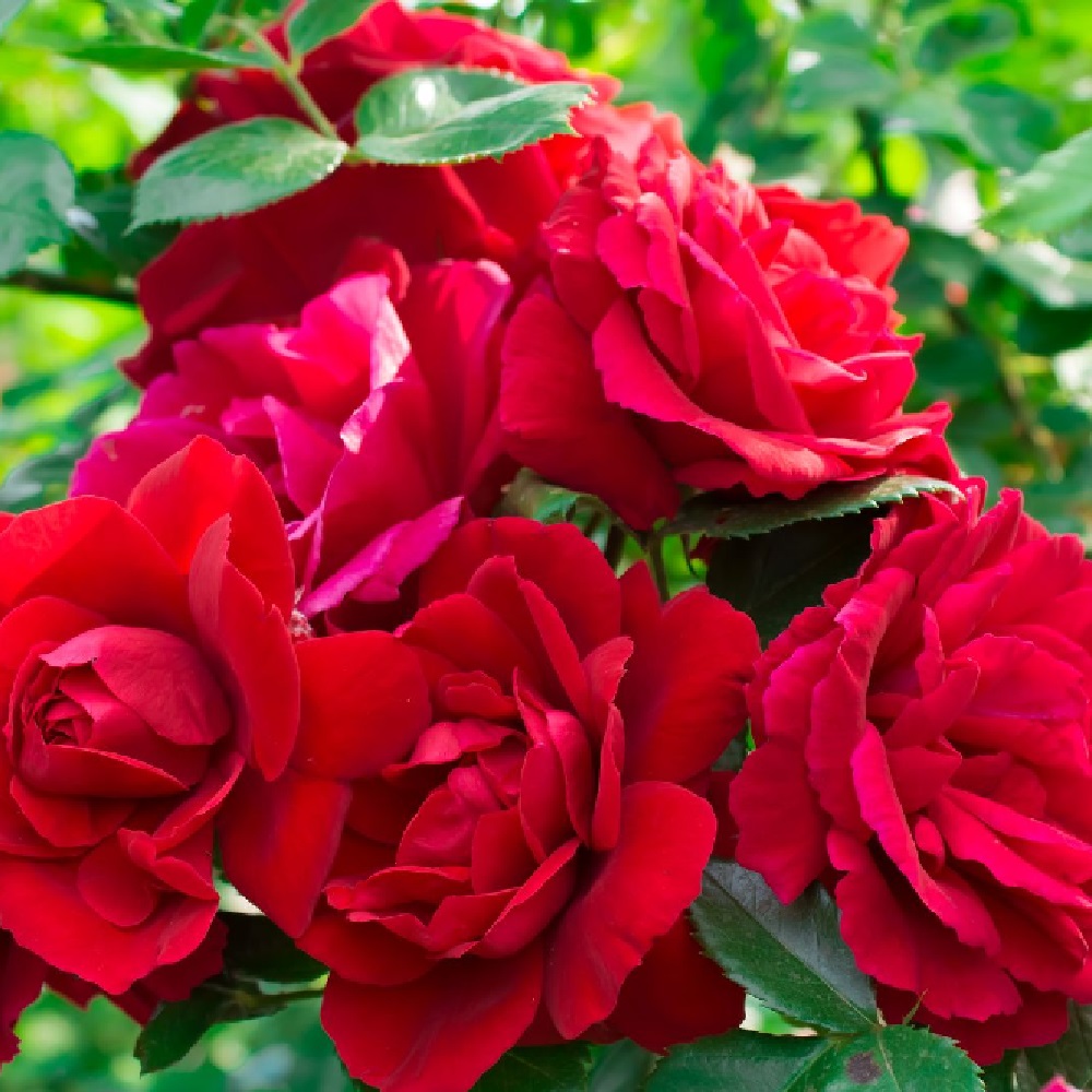 Роза канадская Чамплейн, парковая 1шт.