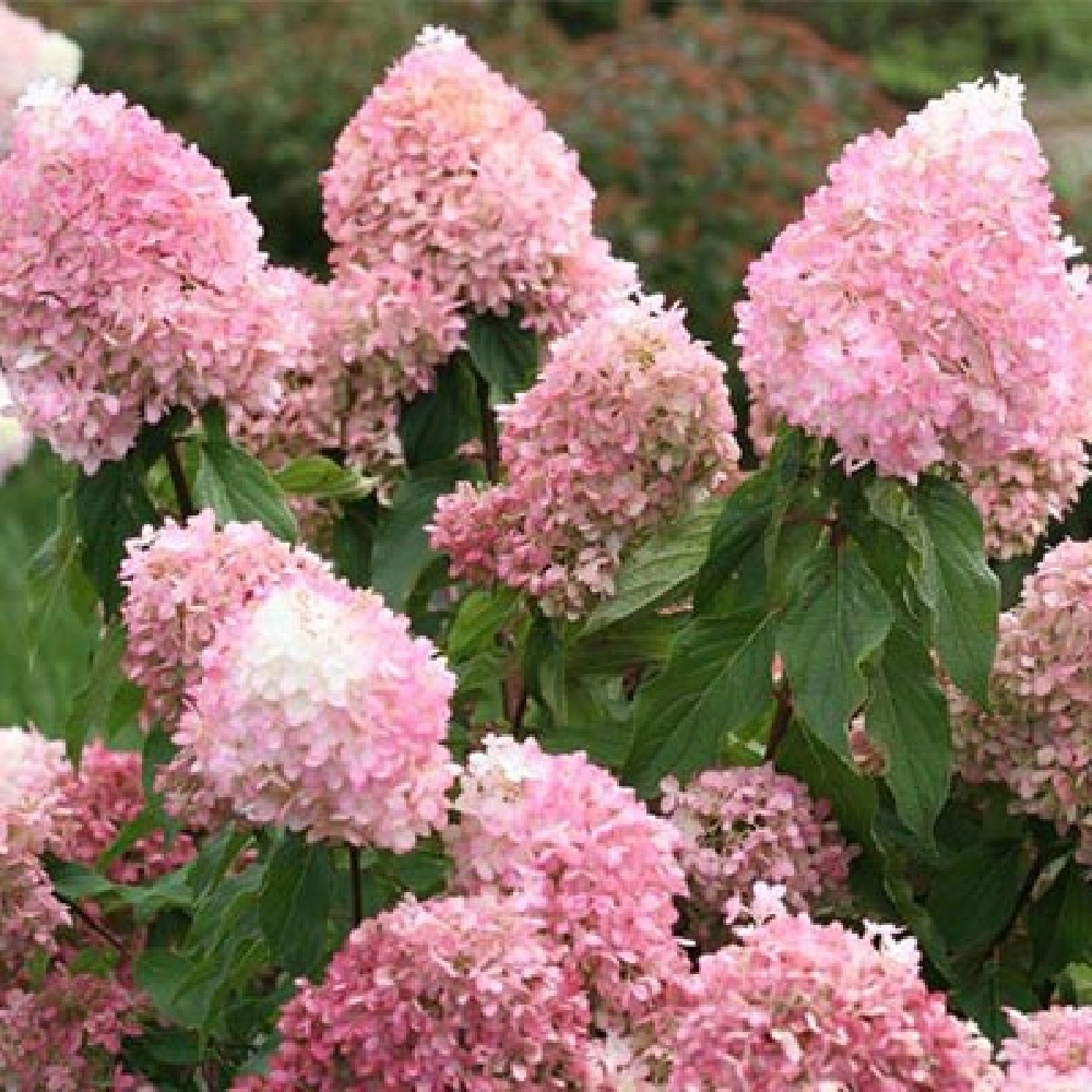 Гортензия метельчатая Пинкачу С5 1шт/Hydrangea paniculata PINKACHU 