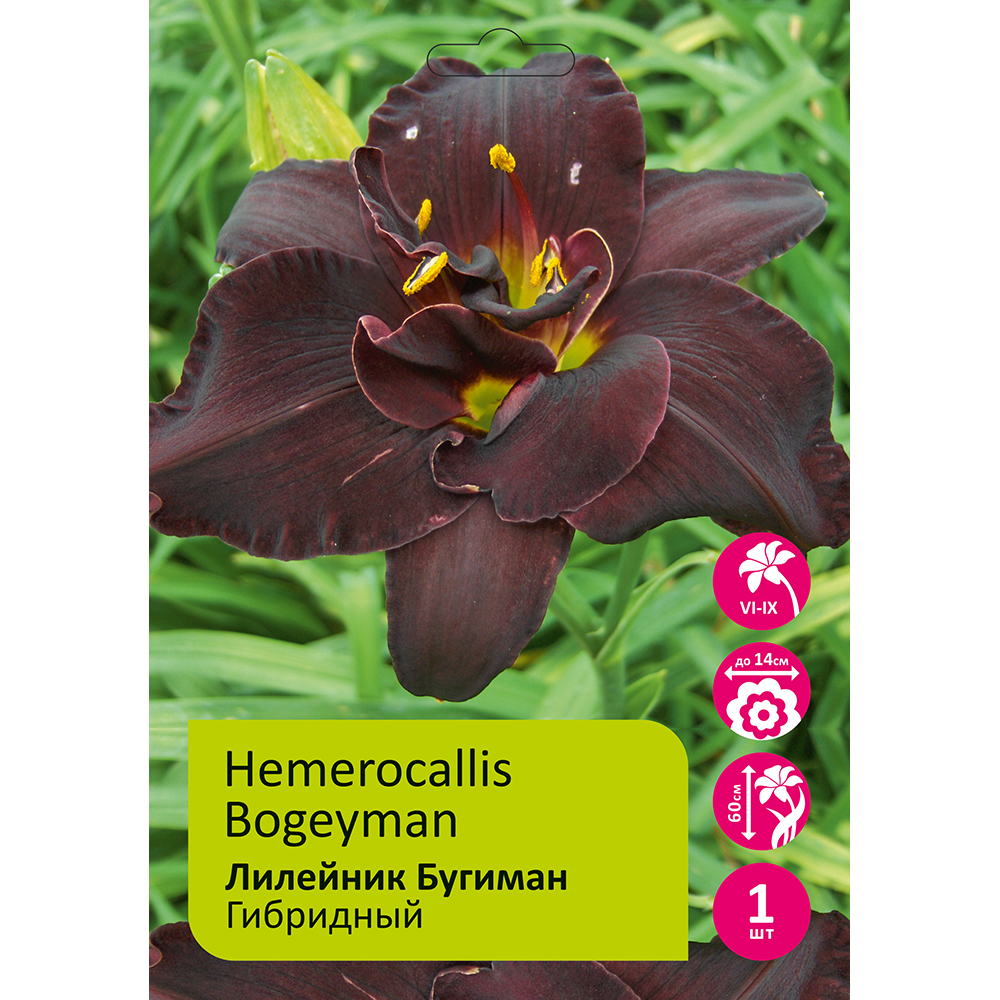 Лилейник Бугиман 1шт /Hemerocallis Bogeymann