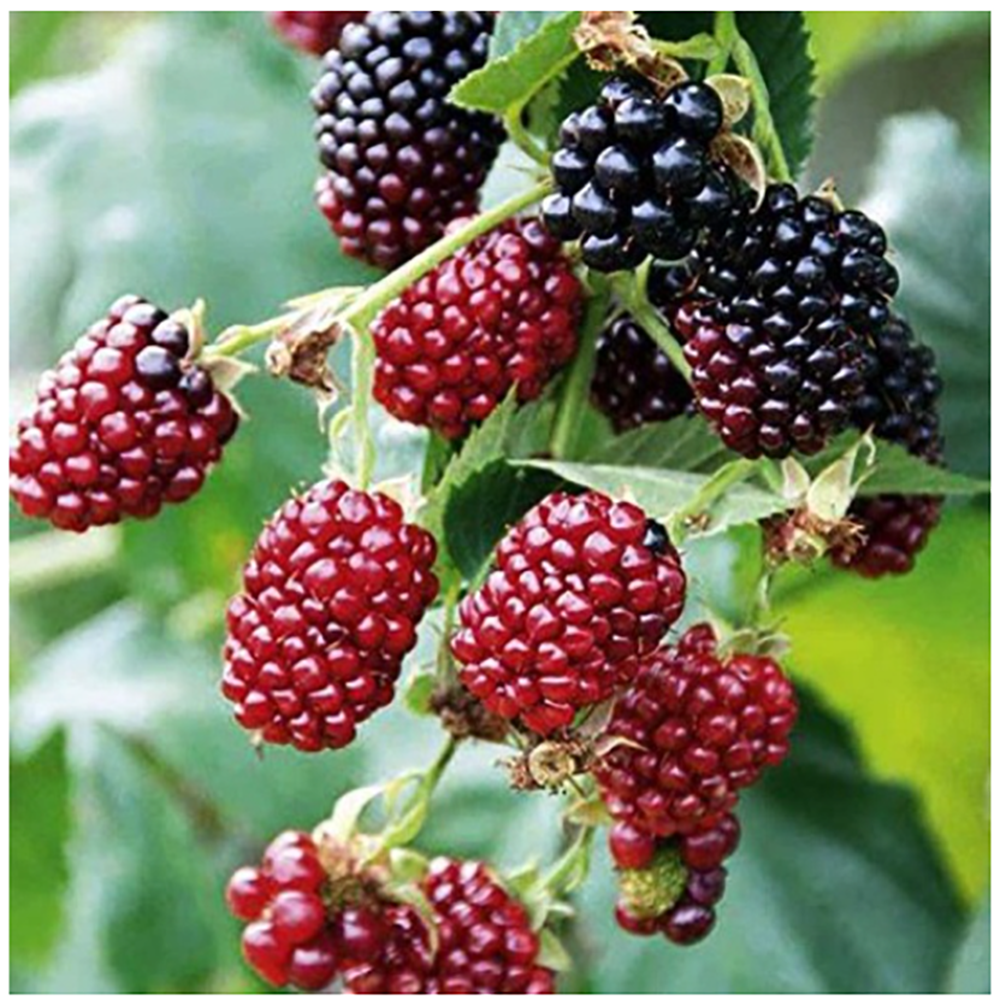 Ежемалина Бознберри 1шт