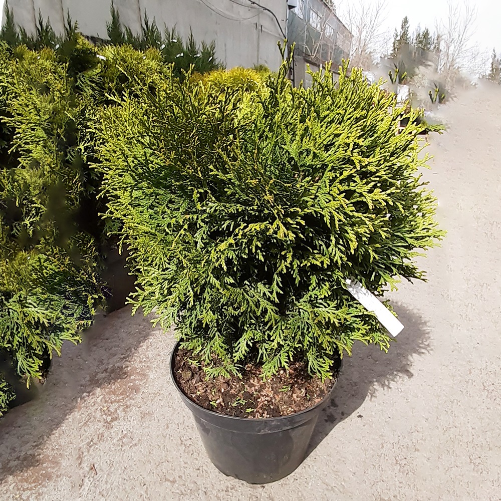 Туя западная Литтл Гиант С5 1шт /Thuja occidentalis Little Giant