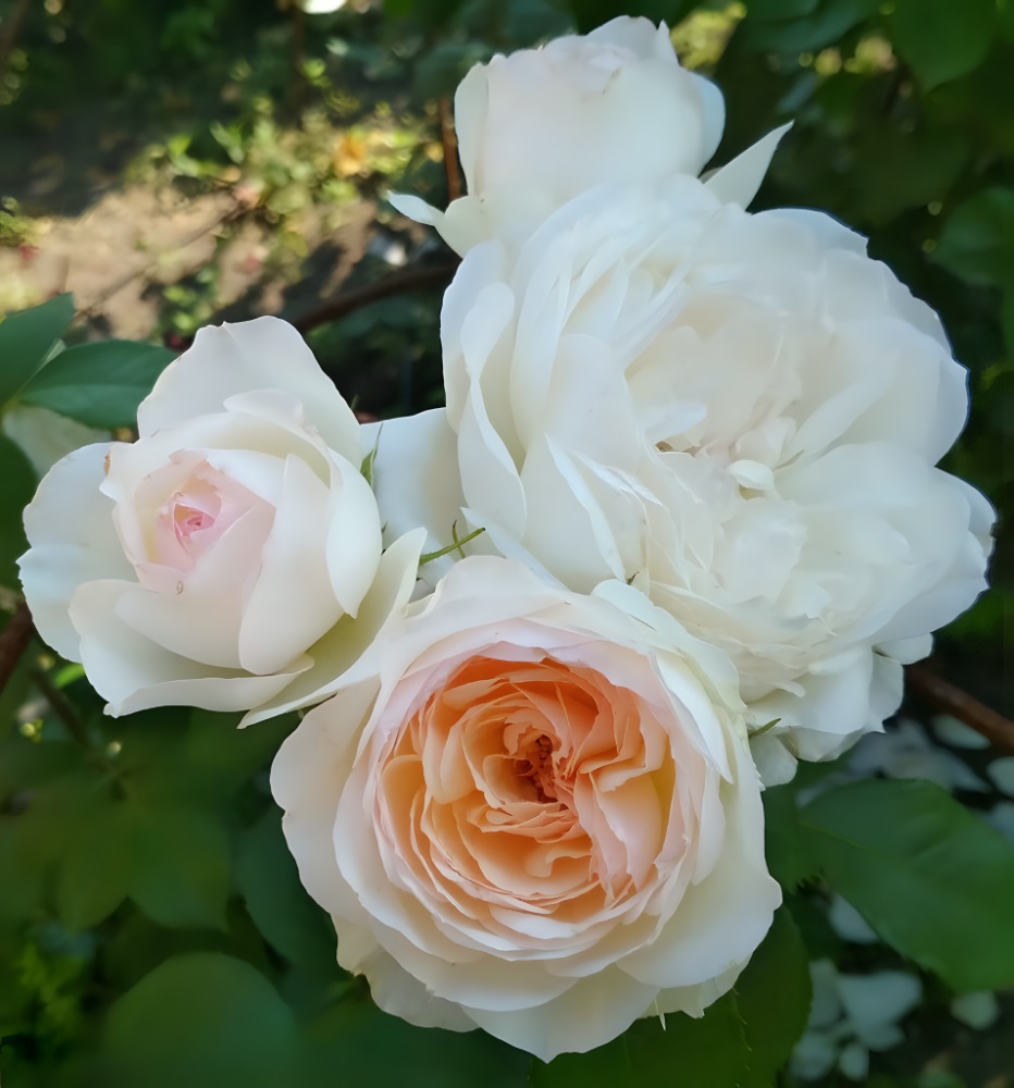 Роза Стефани Баронин цу Гуттенберг флорибунда 1шт /12