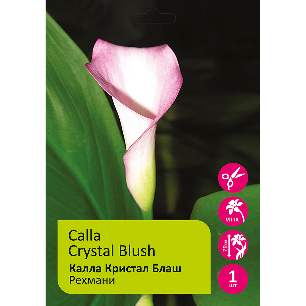 Калла Кристал Блаш рехмани 1шт 12/14/ Zantedeschia Crystal Blush