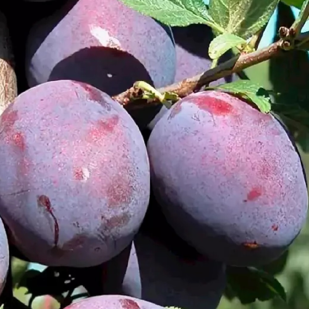 Слива То Че Сан Где Купить
