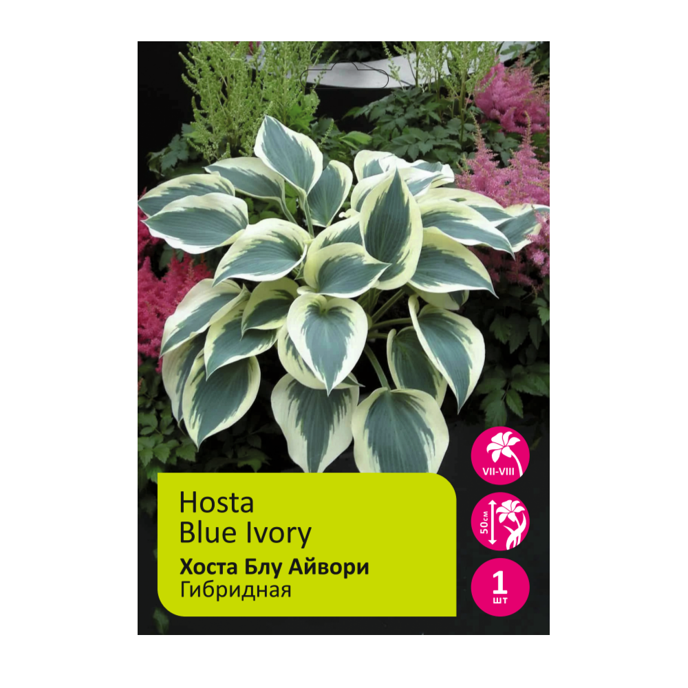 Хоста Блу Айвори 1шт /Hosta Blue Ivory