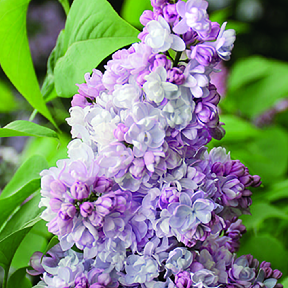 Сирень обыкновенная Московский университет 1шт